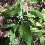 Cynoglossum virginianum Hostoa