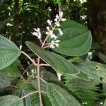 Miconia bubalina Other