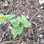 Synedrella nodiflora Folha