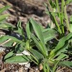 Aster alpinus ഇല