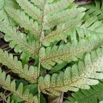 Dryopteris erythrosora Fruit