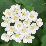 Spiraea chamaedryfolia Fiore