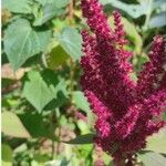 Amaranthus caudatusKvet