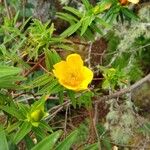 Hypericum lanceolatum Flower