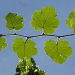 Rubus alceifolius Leaf