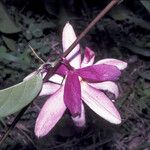 Passiflora laurifolia Цвят