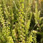 Lepidium bonariense 花