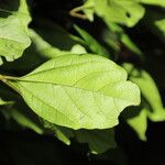Celtis mildbraedii Blatt