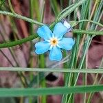 Myosotis scorpioides Blüte