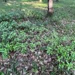 Daphne pontica Hoja