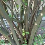 Cotoneaster multiflorus Bark