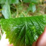 Rubus sprengelii その他の提案