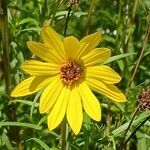 Helianthus salicifoliusBlüte