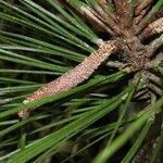 Pinus caribaea Corteza