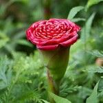 Etlingera hemisphaerica Çiçek