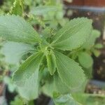 Stevia rebaudiana Blatt