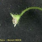 Sibthorpia europaea 树皮
