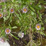 Erigeron neglectus Çiçek