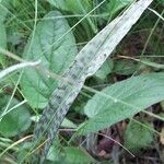 Dactylorhiza maculata Leaf