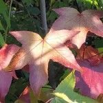 Liquidambar formosana Leaf