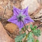 Solanum sinuatirecurvum Fiore