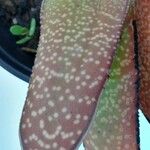 Gasteria disticha Leaf