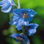 Meconopsis horridula Çiçek