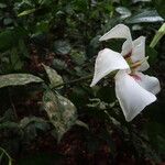 Rothmannia longiflora Cvet
