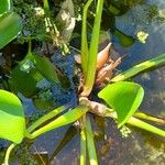 Eichhornia crassipes Beste bat