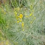 Senna artemisioides Blatt