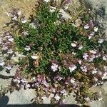 Chaenorhinum origanifolium Lorea