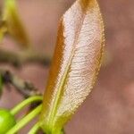 Ochna integerrima Leaf