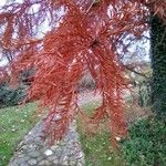 Taxodium distichum Blatt