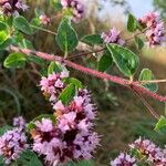 Origanum vulgareFlower