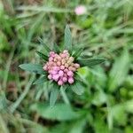 Knautia drymeia Frukto