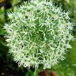 Allium stipitatum പുഷ്പം