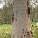 Eucalyptus tereticornis Bark