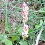 Persicaria maculosa Çiçek