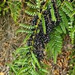 Coriaria ruscifolia Hoja