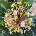 Ixora hookeri फूल