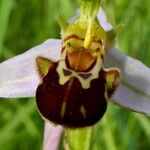 Ophrys apiferaപുഷ്പം