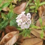 Iberis umbellataBlüte