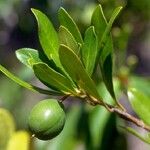 Pittosporum poumense 果實