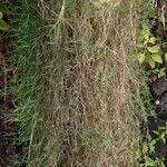 Agrostis stolonifera برگ