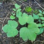 Ranunculus recurvatus Leaf