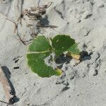 Hydrocotyle bonariensis Frunză