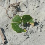 Hydrocotyle bonariensis Leaf