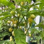 Capsicum chinense Fruit