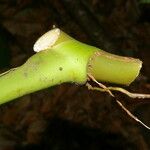 Syngonium angustatum Bark