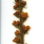 Agrimonia procera Blomst
